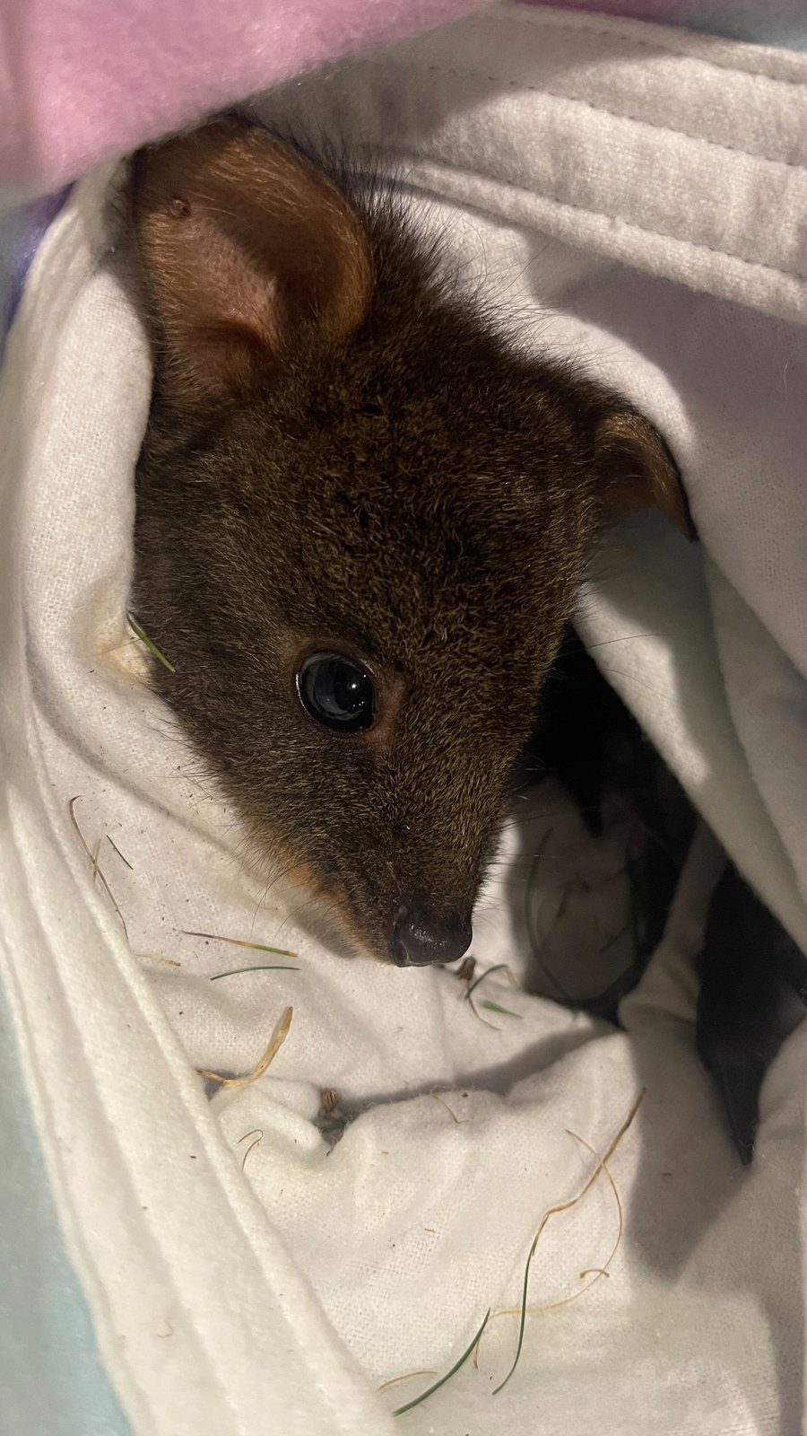 Brooke, a pademelon rescued by Little Pouch Crew Tasmania