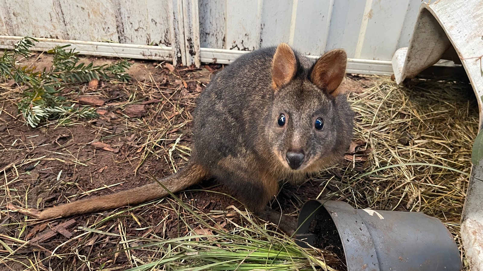 Big Boy, a pademelon cared for by Little Pouch Crew Tasmania