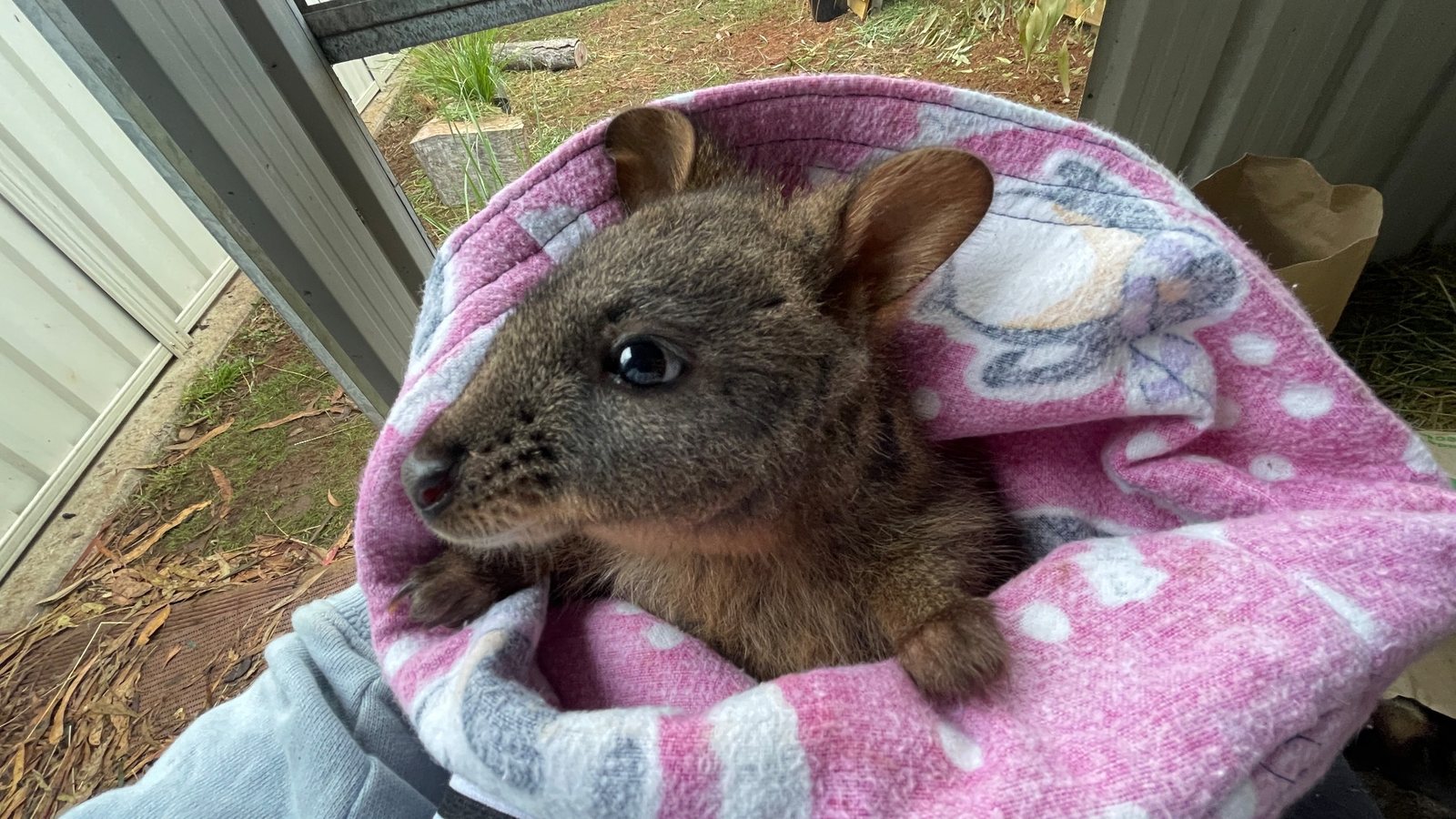 Parker, a pademelon cared for by Little Pouch Crew Tasmania