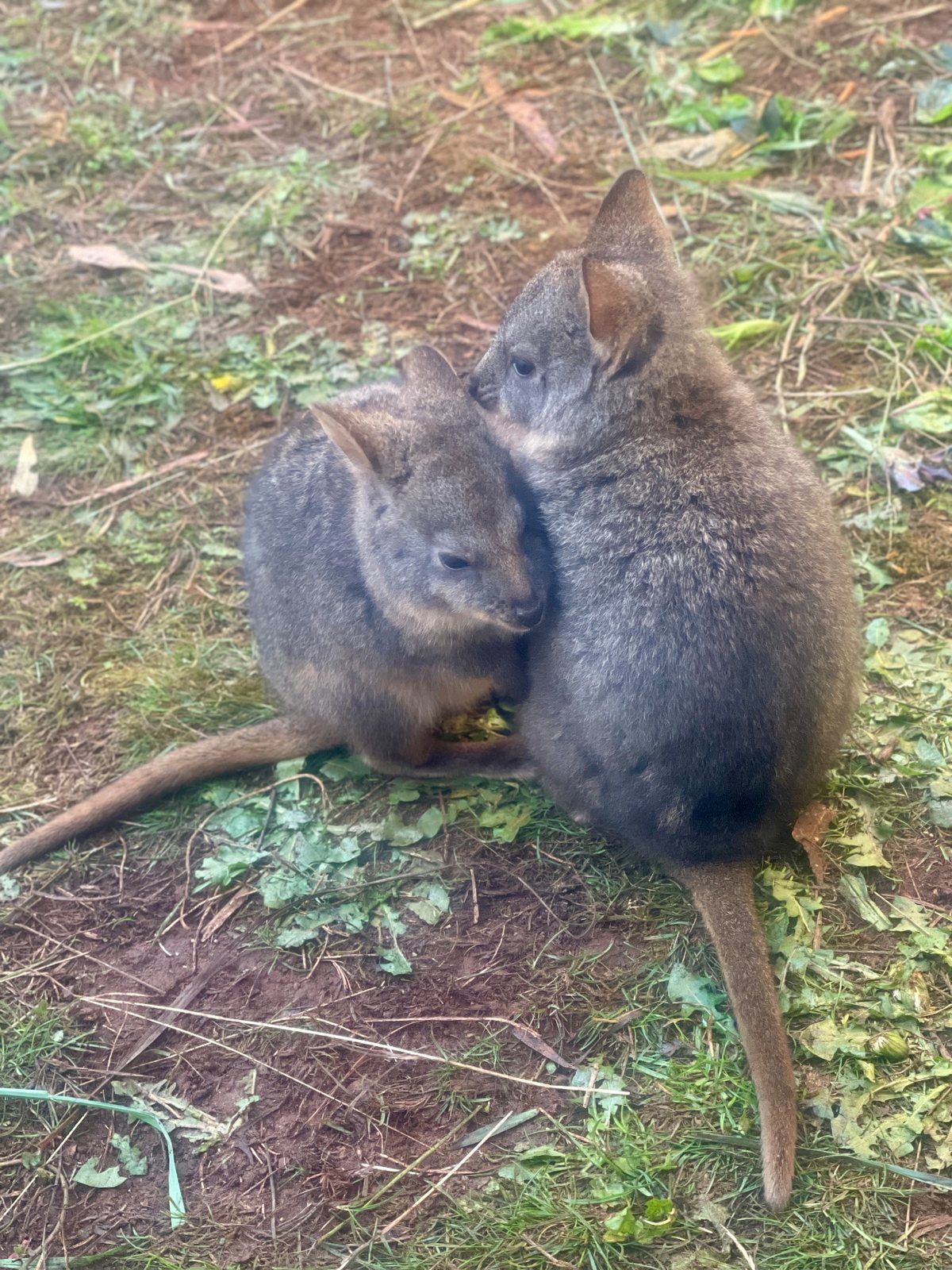 Arthur and Archie, two pademelons cared for by Little Pouch Crew Tasmania