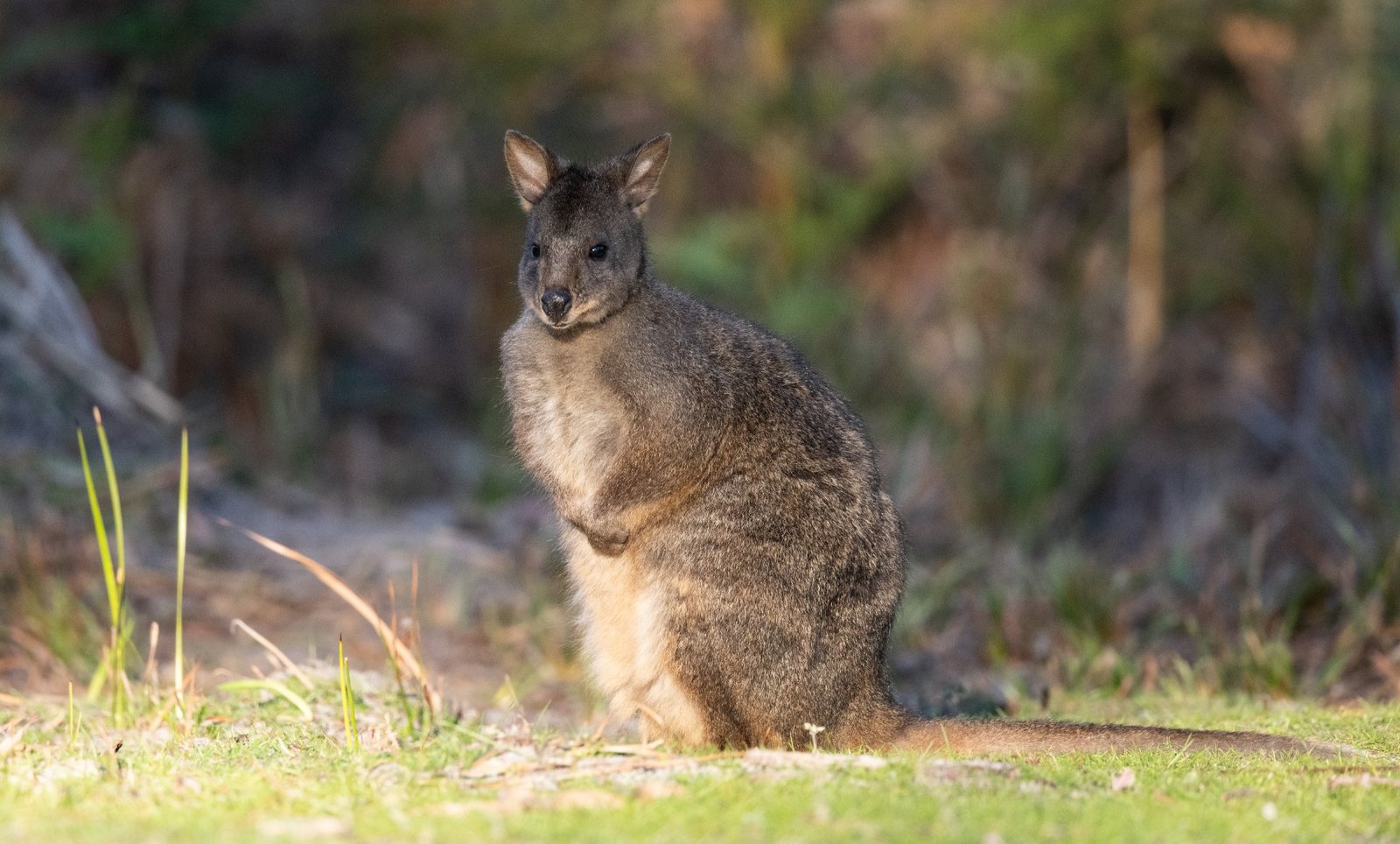 Pademelon cared for by Little Pouch Crew Tasmania