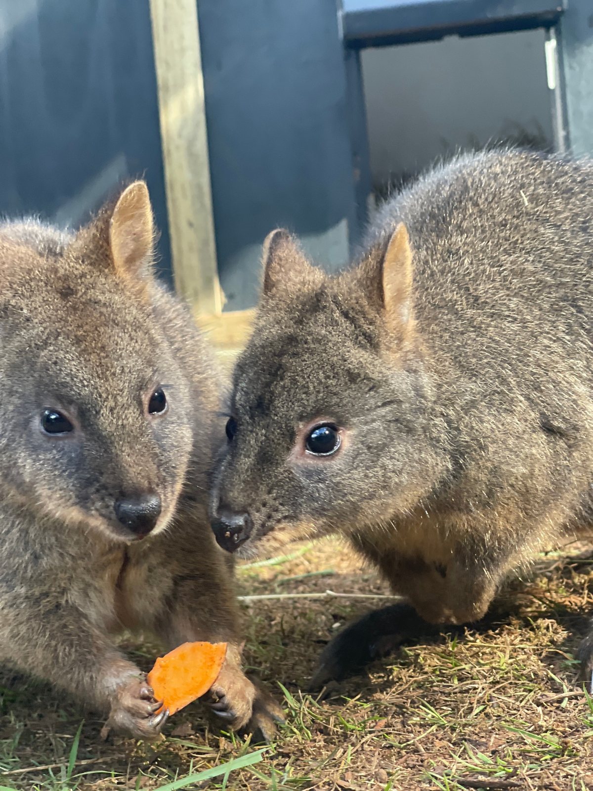Three pademelons together in care at Little Pouch Crew Tasmania